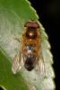 Epistrophe eligans